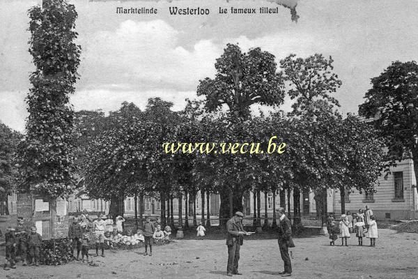 ancienne carte postale de Westerlo Westerloo  Le fameux tilleul