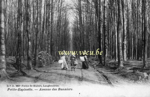 postkaart van Ukkel Petite-Espinette - Avenue des Bonniers