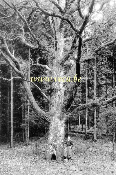 ancienne carte postale de Nassogne La forêt et le gros chêne