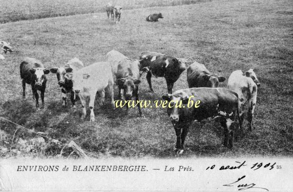 postkaart van Blankenberge Environs de Blankenberghe - Les prés
