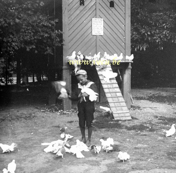 photo ancienne  de Bruxelles - Bois de la Cambre  Les pigeons viennent manger dans la main. Le paquet de graines 10 centimes.