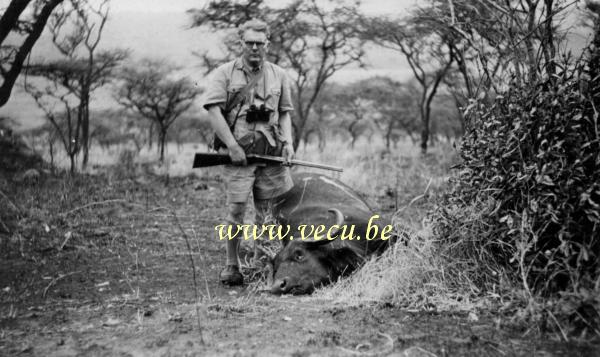 photo ancienne  de chasse et de pêche au Congo  Chasse au buffle