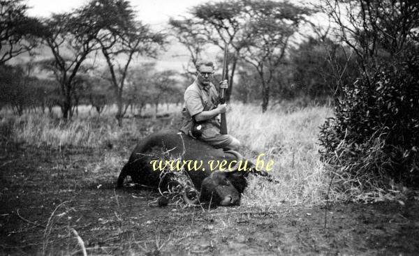 photo ancienne  de chasse et de pêche au Congo  Chasse au buffle