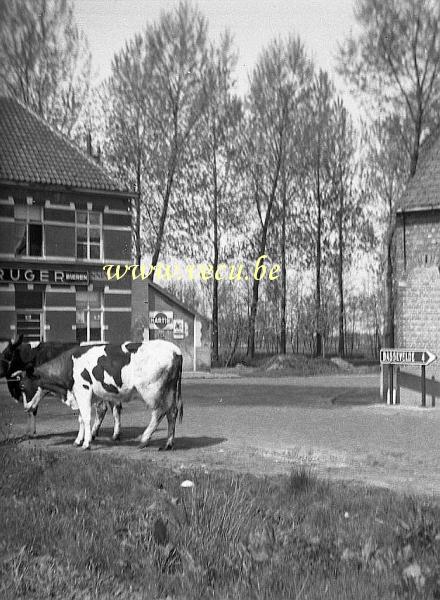 photo ancienne  de Cafés en Belgique  Vaches paissant devant un café près de Bassevelde