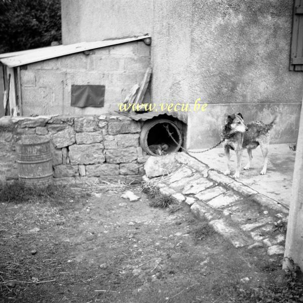 photo ancienne  Le chien garde la maison
