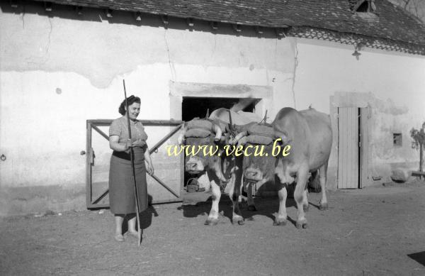 photo ancienne  de métiers de l'agriculture et de l'élevage  Ferme