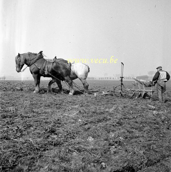 photo ancienne  de métiers de l'agriculture et de l'élevage  Labourage