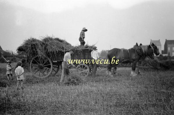 photo ancienne  de métiers de l'agriculture et de l'élevage  Les moissons
