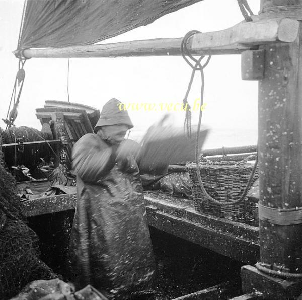 photo ancienne  de métiers liés à la pêche  Tri du poisson