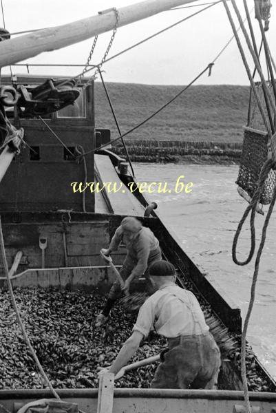 photo ancienne  de métiers liés à la pêche &nbsp;Manipulation des moules