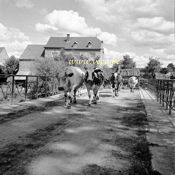 photo ancienne  Les vaches vont au pâturage par le pont  rue du gouffre et rue de pairée