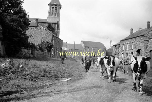 photo ancienne  Rue de Mallais -  Le troupeau de vaches en route vers les prés