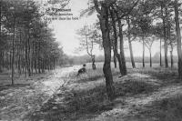 postkaart van Rijmenam Clairière dans les bois
