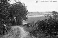 postkaart van Mont-Saint-Aubert Route sous bois