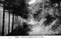 postkaart van Tilff Allée des sapins de Sur Cortill