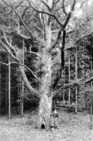 carte postale ancienne de Nassogne La forêt et le gros chêne
