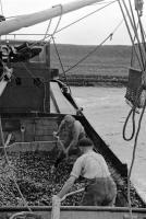 Oosterschelde (NL -Zeelande) Manipulation des moules Oosterschelde (NL -Zeelande) Manipulation des moules