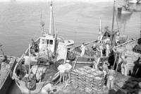 Quiberon Lossen van de visvangst Quiberon Lossen van de visvangst