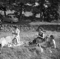 Peak District (Derbyshire)&nbsp; Schapen op de picknick.
