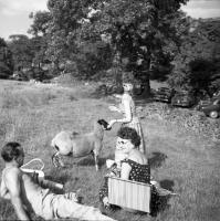Peak District (Derbyshire)&nbsp;Wales - Schapen op de picknick.